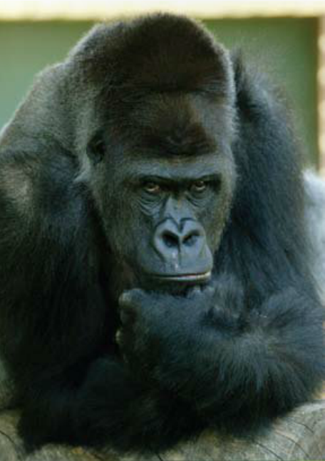 Entitlement Reform: The 800 pound gorilla that’s being ignored in the 2008 campaign