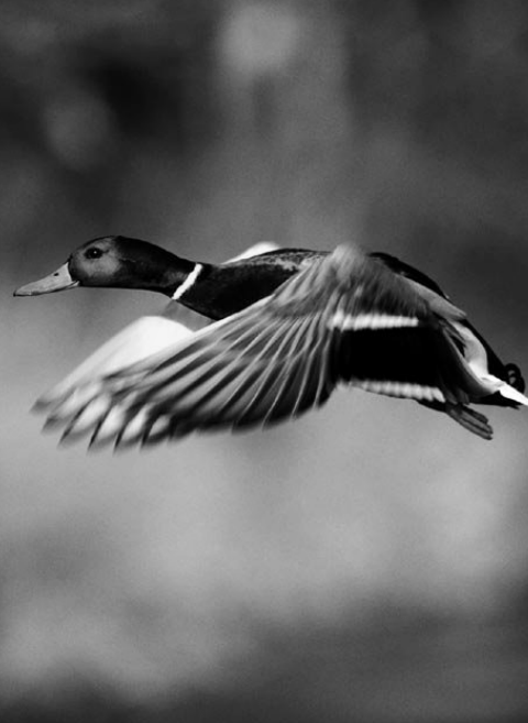 Can a Lame Duck Soar?